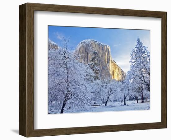 Sunrise Light Hits El Capitan Through Snowy Trees in Yosemite National Park, California, USA-Chuck Haney-Framed Photographic Print