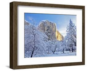 Sunrise Light Hits El Capitan Through Snowy Trees in Yosemite National Park, California, USA-Chuck Haney-Framed Photographic Print