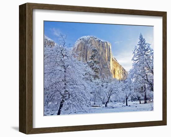 Sunrise Light Hits El Capitan Through Snowy Trees in Yosemite National Park, California, USA-Chuck Haney-Framed Photographic Print