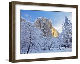 Sunrise Light Hits El Capitan Through Snowy Trees in Yosemite National Park, California, USA-Chuck Haney-Framed Photographic Print