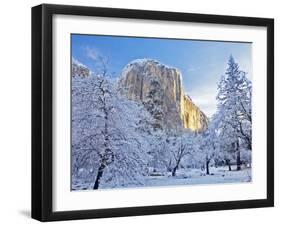 Sunrise Light Hits El Capitan Through Snowy Trees in Yosemite National Park, California, USA-Chuck Haney-Framed Photographic Print