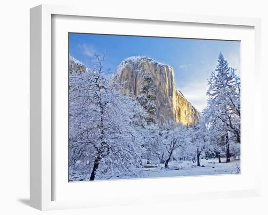 Sunrise Light Hits El Capitan Through Snowy Trees in Yosemite National Park, California, USA-Chuck Haney-Framed Photographic Print