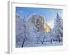 Sunrise Light Hits El Capitan Through Snowy Trees in Yosemite National Park, California, USA-Chuck Haney-Framed Photographic Print