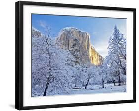 Sunrise Light Hits El Capitan Through Snowy Trees in Yosemite National Park, California, USA-Chuck Haney-Framed Photographic Print