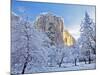 Sunrise Light Hits El Capitan Through Snowy Trees in Yosemite National Park, California, USA-Chuck Haney-Mounted Photographic Print