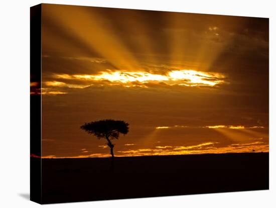 Sunrise, Maasai Mara, Kenya-Joe Restuccia III-Stretched Canvas