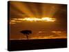 Sunrise, Maasai Mara, Kenya-Joe Restuccia III-Stretched Canvas