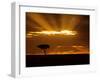 Sunrise, Maasai Mara, Kenya-Joe Restuccia III-Framed Photographic Print