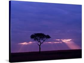 Sunrise, Maasai Mara, Kenya-Joe Restuccia III-Stretched Canvas