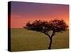 Sunrise, Maasai Mara, Kenya-Joe Restuccia III-Stretched Canvas