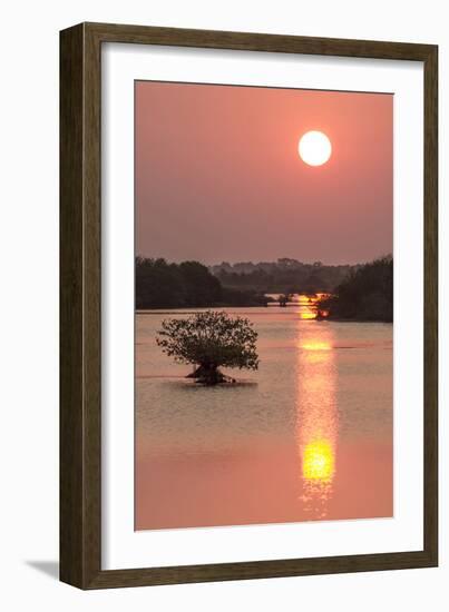 Sunrise, Mangroves and Water, Merritt Island Nwr, Florida-Rob Sheppard-Framed Photographic Print