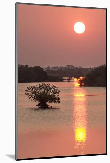 Sunrise, Mangroves and Water, Merritt Island Nwr, Florida-Rob Sheppard-Mounted Photographic Print