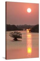 Sunrise, Mangroves and Water, Merritt Island Nwr, Florida-Rob Sheppard-Stretched Canvas