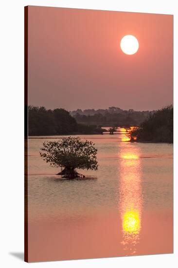 Sunrise, Mangroves and Water, Merritt Island Nwr, Florida-Rob Sheppard-Stretched Canvas