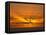 Sunrise, Maroochydore, Sunshine Coast, Queensland, Australia-David Wall-Framed Stretched Canvas