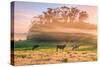 Sunrise Mist and Cows Petaluma Northern California-Vincent James-Stretched Canvas