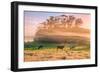 Sunrise Mist and Cows Petaluma Northern California-Vincent James-Framed Photographic Print