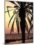 Sunrise Near Sidi Slim, Island of Jerba, Tunisia, North Africa, Africa-Hans Peter Merten-Mounted Photographic Print