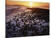 Sunrise, North Beach, Orcas Island, Washington, USA-Charles Gurche-Stretched Canvas