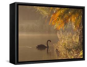 Sunrise on a Misty Lake in Ibirapuera Park with a Black Swan-Alex Saberi-Framed Stretched Canvas