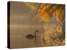 Sunrise on a Misty Lake in Ibirapuera Park with a Black Swan-Alex Saberi-Stretched Canvas