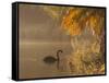 Sunrise on a Misty Lake in Ibirapuera Park with a Black Swan-Alex Saberi-Framed Stretched Canvas