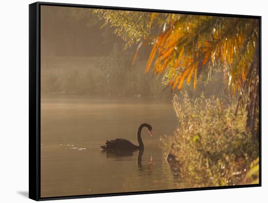 Sunrise on a Misty Lake in Ibirapuera Park with a Black Swan-Alex Saberi-Framed Stretched Canvas