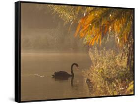 Sunrise on a Misty Lake in Ibirapuera Park with a Black Swan-Alex Saberi-Framed Stretched Canvas