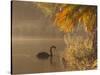 Sunrise on a Misty Lake in Ibirapuera Park with a Black Swan-Alex Saberi-Stretched Canvas