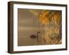 Sunrise on a Misty Lake in Ibirapuera Park with a Black Swan-Alex Saberi-Framed Photographic Print