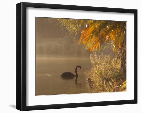 Sunrise on a Misty Lake in Ibirapuera Park with a Black Swan-Alex Saberi-Framed Photographic Print