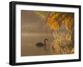 Sunrise on a Misty Lake in Ibirapuera Park with a Black Swan-Alex Saberi-Framed Photographic Print