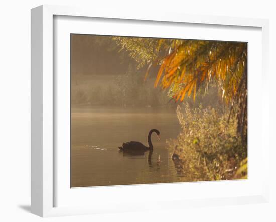 Sunrise on a Misty Lake in Ibirapuera Park with a Black Swan-Alex Saberi-Framed Photographic Print