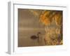 Sunrise on a Misty Lake in Ibirapuera Park with a Black Swan-Alex Saberi-Framed Photographic Print