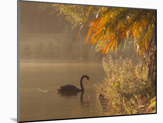 Sunrise on a Misty Lake in Ibirapuera Park with a Black Swan-Alex Saberi-Mounted Photographic Print