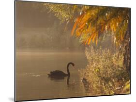 Sunrise on a Misty Lake in Ibirapuera Park with a Black Swan-Alex Saberi-Mounted Photographic Print