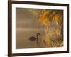 Sunrise on a Misty Lake in Ibirapuera Park with a Black Swan-Alex Saberi-Framed Photographic Print