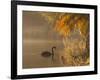 Sunrise on a Misty Lake in Ibirapuera Park with a Black Swan-Alex Saberi-Framed Photographic Print