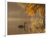 Sunrise on a Misty Lake in Ibirapuera Park with a Black Swan-Alex Saberi-Framed Photographic Print