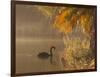 Sunrise on a Misty Lake in Ibirapuera Park with a Black Swan-Alex Saberi-Framed Photographic Print