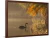 Sunrise on a Misty Lake in Ibirapuera Park with a Black Swan-Alex Saberi-Framed Photographic Print