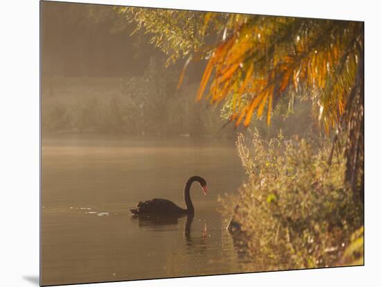 Sunrise on a Misty Lake in Ibirapuera Park with a Black Swan-Alex Saberi-Mounted Photographic Print