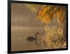 Sunrise on a Misty Lake in Ibirapuera Park with a Black Swan-Alex Saberi-Framed Photographic Print