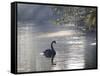 Sunrise on a Misty Lake in Ibirapuera Park with a Black Swan-Alex Saberi-Framed Stretched Canvas