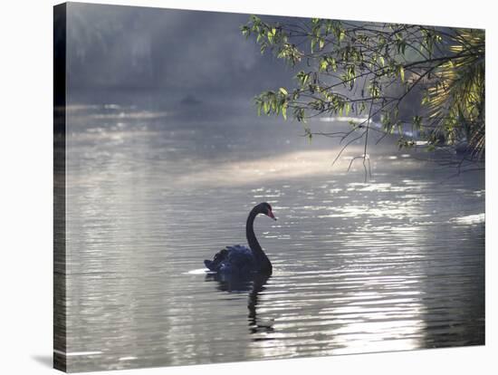Sunrise on a Misty Lake in Ibirapuera Park with a Black Swan-Alex Saberi-Stretched Canvas