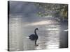 Sunrise on a Misty Lake in Ibirapuera Park with a Black Swan-Alex Saberi-Stretched Canvas