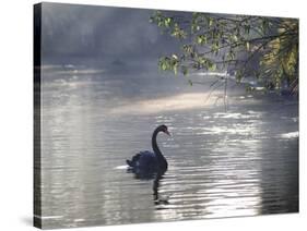 Sunrise on a Misty Lake in Ibirapuera Park with a Black Swan-Alex Saberi-Stretched Canvas