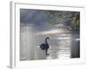 Sunrise on a Misty Lake in Ibirapuera Park with a Black Swan-Alex Saberi-Framed Photographic Print