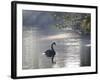 Sunrise on a Misty Lake in Ibirapuera Park with a Black Swan-Alex Saberi-Framed Photographic Print