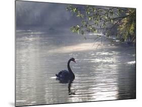 Sunrise on a Misty Lake in Ibirapuera Park with a Black Swan-Alex Saberi-Mounted Photographic Print